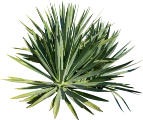 Foto op Plexiglas Cactus Geïsoleerde uitsparing PNG van een cactus op een transparante achtergrond