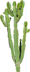 Découpe isolée PNG d& 39 un cactus sur fond transparent