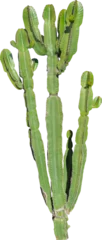 Fotobehang Geïsoleerde uitsparing PNG van een cactus op een transparante achtergrond © NomadPhotoReference