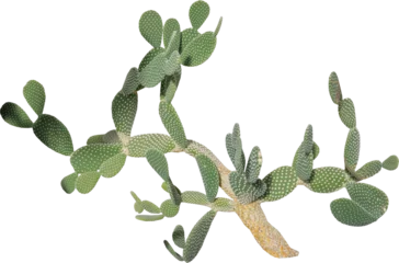 Poster Im Rahmen Isolated cutout PNG of a cactus on a transparent background © NomadPhotoReference
