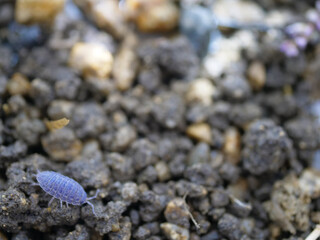 1匹の青いワラジムシ