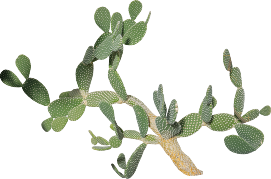 Isolated cutout PNG of a cactus on a transparent background