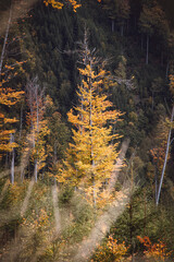 Colorful, orange tree that stands out in a coniferous forest. Autumn in the Czech Republic. October and November