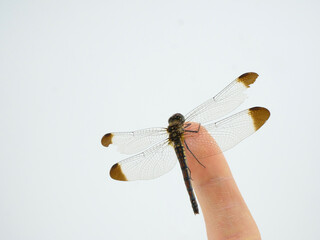 指先で休憩する赤とんぼの一種、コノシメトンボ © SCIENCE FACTORY ltd.