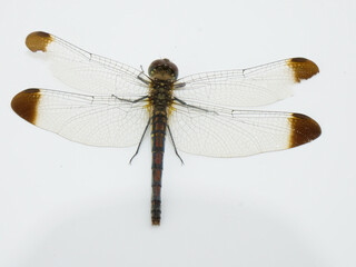 赤とんぼの一種、コノシメトンボのメス個体