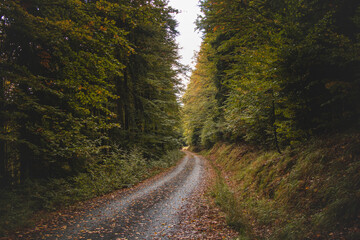 Fototapeta premium Best autumn mood in the beech forest. The golden light of the sun illuminates the leaves on the ground, the moss and the surrounding trees full of colourful foliage. Hiking lifestyle. Beskydy mountain