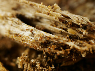 ぼろぼろの朽ち木とシロアリ