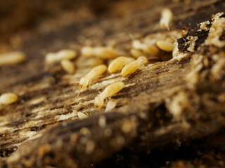 朽ち木とシロアリ