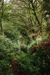 footpath in the woods