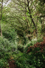 footpath in the forest