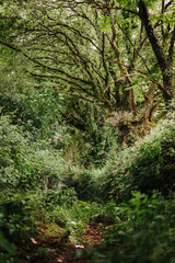 footpath in the woods