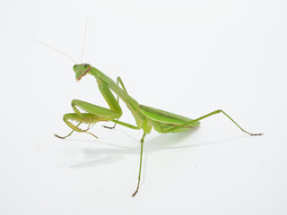 肉食の昆虫、オオカマキリ