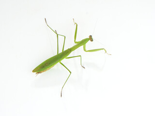壁を移動するオオカマキリ