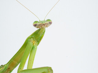 顔を上にあげたオオカマキリ