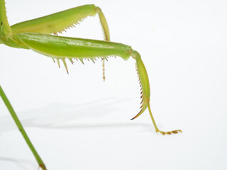 カマのような形のオオカマキリの前脚