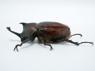 真横から見た雄のカブトムシ