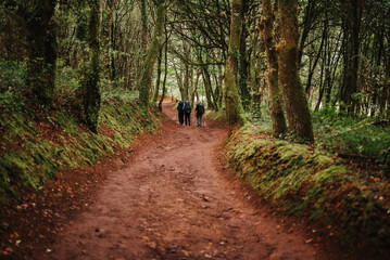 walk in the forest, camino de Santiago
