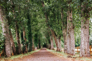 road in the forest
