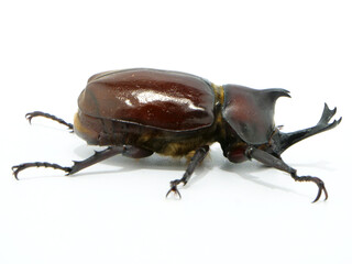 ツヤツヤとした茶色い体のカブトムシ