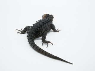 長い尻尾のアカメカブトトカゲ