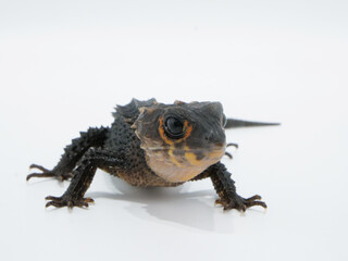 熱帯雨林に棲息するアカメカブトトカゲ