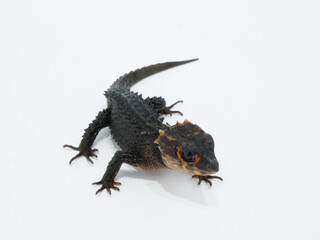 Fototapeta premium 斜め上から見たアカメカブトトカゲ
