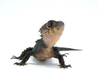 上を見ているアカメカブトトカゲ