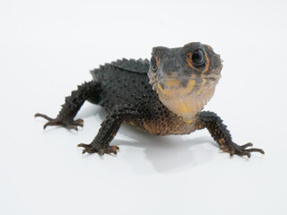 横を見るアカメカブトトカゲ