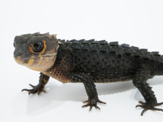 黒と赤の配色がきれいなアカメカブトトカゲ