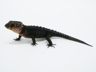 アカメカブトトカゲ【全身】