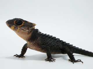 かっこいい立ち姿のアカメカブトトカゲ