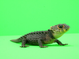 横から見たアカメカブトトカゲ