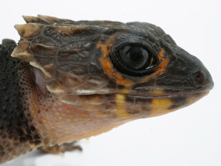 Obraz premium 目の周りが特徴的なアカメカブトトカゲ