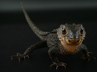 こちらのほうを見つめるアカメカブトトカゲ