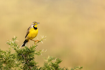 A yellow-throated longclaw, macronyx croceus, perched on a tree in Queen Elizabeth National Park, Uganda. Soft foliage background