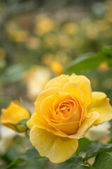 Beautiful Yellow Absolutely Fabulous Rose