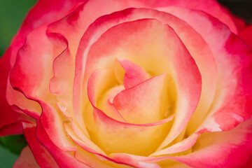 Fototapeta na wymiar Tropical Delight Rose Bloom