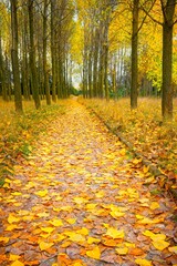 Path through yellow, orange and brown Autumn leaves in Talamanca del Jarama, Spain