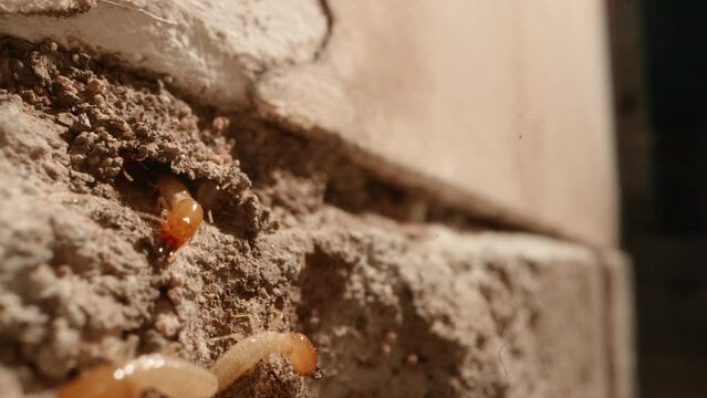 A termite colony in the walls of a garage in a home shot on a Super Macro lens almost National Geographic style.