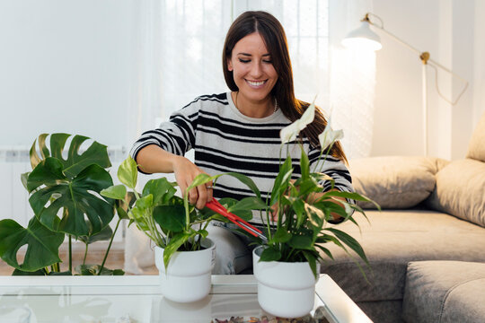 Happy woman cutting plant leaf with gardening tool on sofa at home