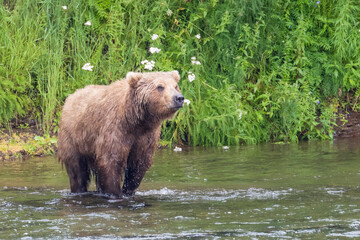 Obraz na płótnie Canvas A wild coastal brown bear catching fish in the river in Katmai National Park (Alaska).