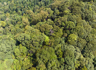 Naklejka premium Tropical forests can absorb large amounts of carbon dioxide from the atmosphere.