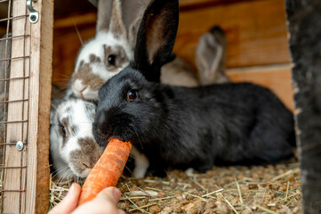 Hand of farmer feeding carrot to black rabbit