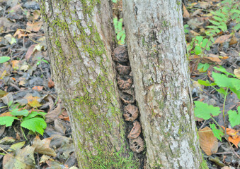 Woodpecker nuts