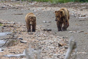 Wild coastal brown bears courting each other by the coast of Katmai National Park in Alaska. 