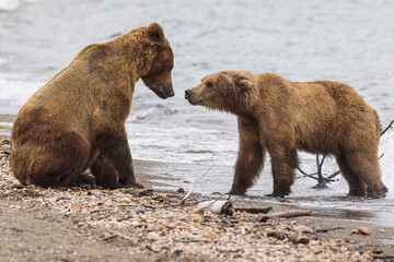 Obraz premium Wild coastal brown bears courting each other by the coast of Katmai National Park in Alaska. 