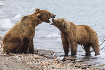 Wild coastal brown bears courting each other by the coast of Katmai National Park in Alaska. 