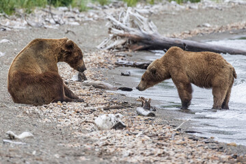 Fototapeta premium Wild coastal brown bears courting each other by the coast of Katmai National Park in Alaska. 