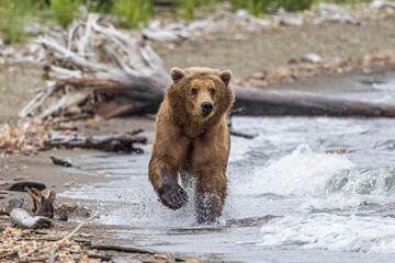 Obraz premium A wild coastal brown bear catching fish in the river in Katmai National Park (Alaska).