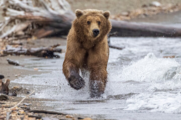 Obraz premium A wild coastal brown bear catching fish in the river in Katmai National Park (Alaska).